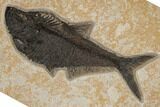 Fossil Fish (Diplomystus) - Top Quality Specimen #189309-2